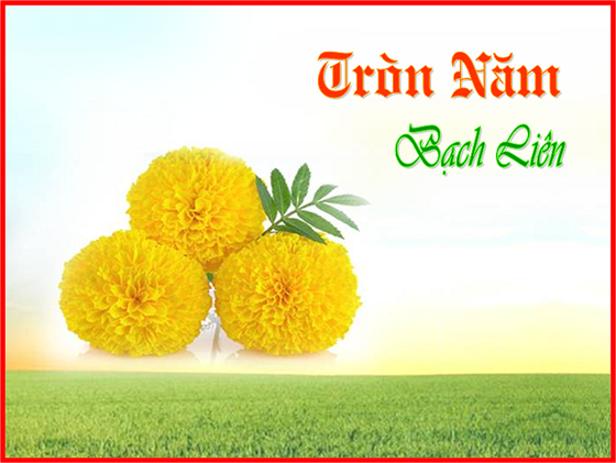 tronnam BL